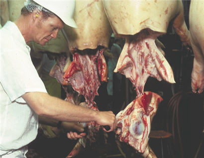 Meat_Carcass_Proc_USDA
